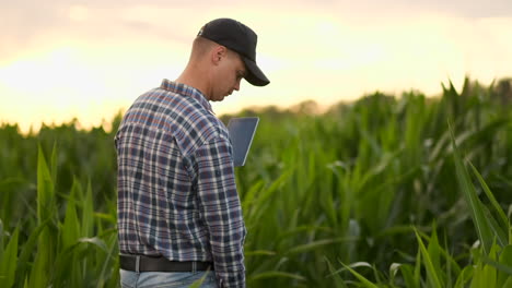 Destello-De-Lente:-Granjero-Con-Una-Tableta-Para-Monitorear-La-Cosecha-En-Un-Campo-De-Maíz-Al-Atardecer.-Un-Granjero-Con-Una-Tableta-Monitorea-El-Campo-De-Maíz-Al-Atardecer-En-Video-En-Cámara-Lenta